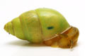 Edentulina sp. Cameroon adult